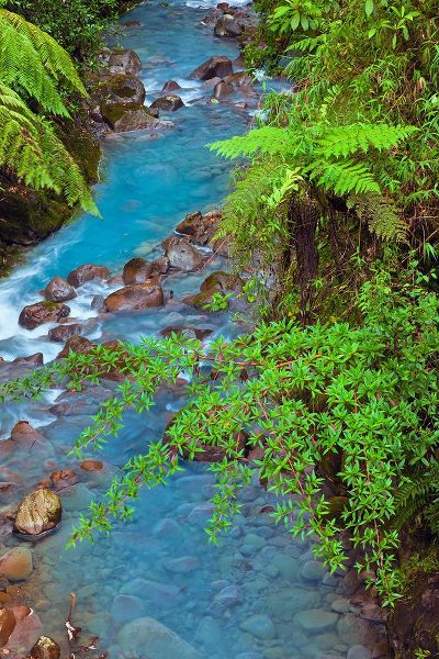 Jones, Adam 아티스트의 Small stream or creek-Costa Rica작품입니다.